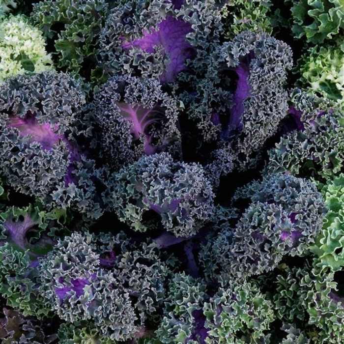 Yokohama Red Flowering Kale - Brassica oleracea from Wilson Farm, Inc. Yokohama Red Flowering Kale - Brassica oleracea from Wilson Farm, Inc.