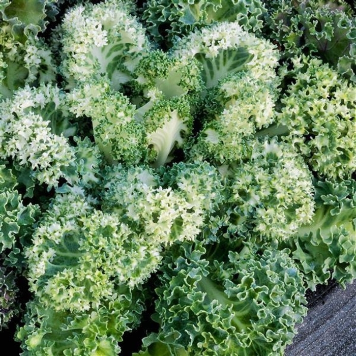 Yokohama White Flowering Kale - Brassica oleracea from Wilson Farm, Inc.