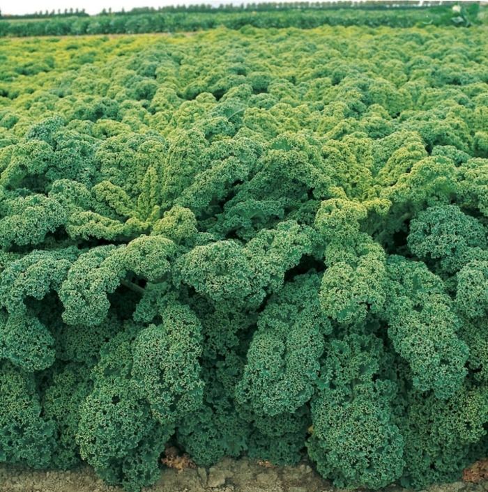 Winterbor Kale - Brassica oleracea from Wilson Farm, Inc.