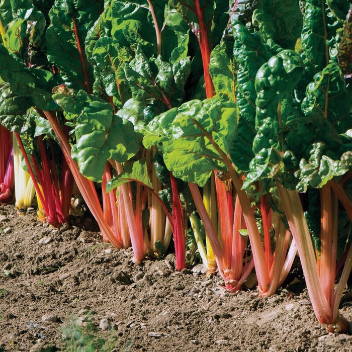 Swiss Chard - Brassica oleracea 'Bright Lights' from Wilson Farm, Inc. Swiss Chard - Brassica oleracea 'Bright Lights' from Wilson Farm, Inc.