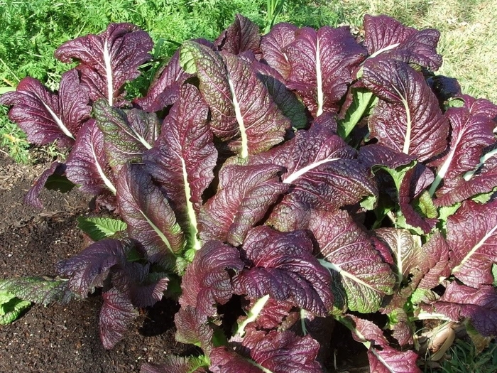 Red Giant Mustard - Brassicaceae from Wilson Farm, Inc.