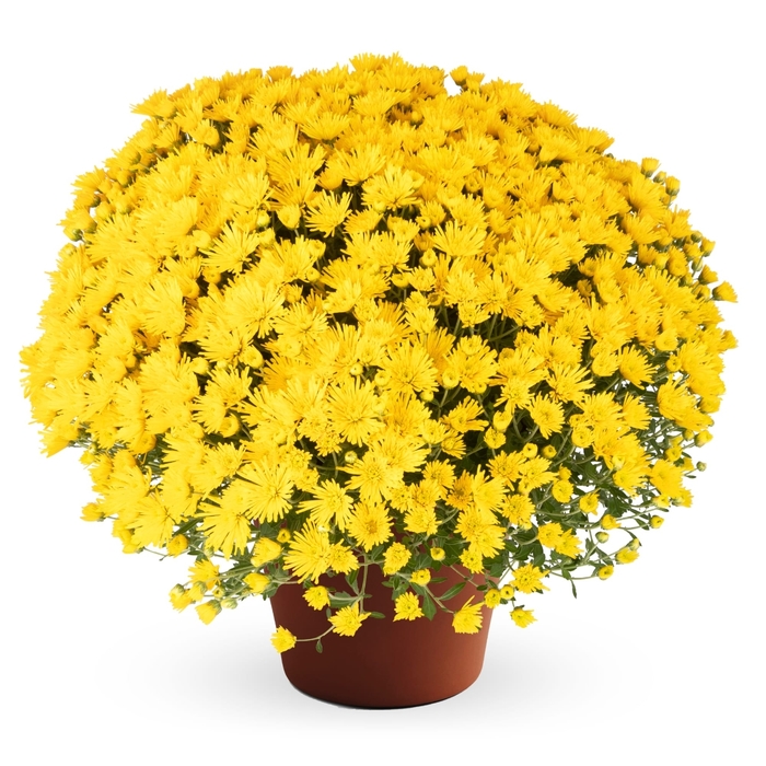 Zelda Yellow - Chrysanthemum morifolium from Wilson Farm, Inc.