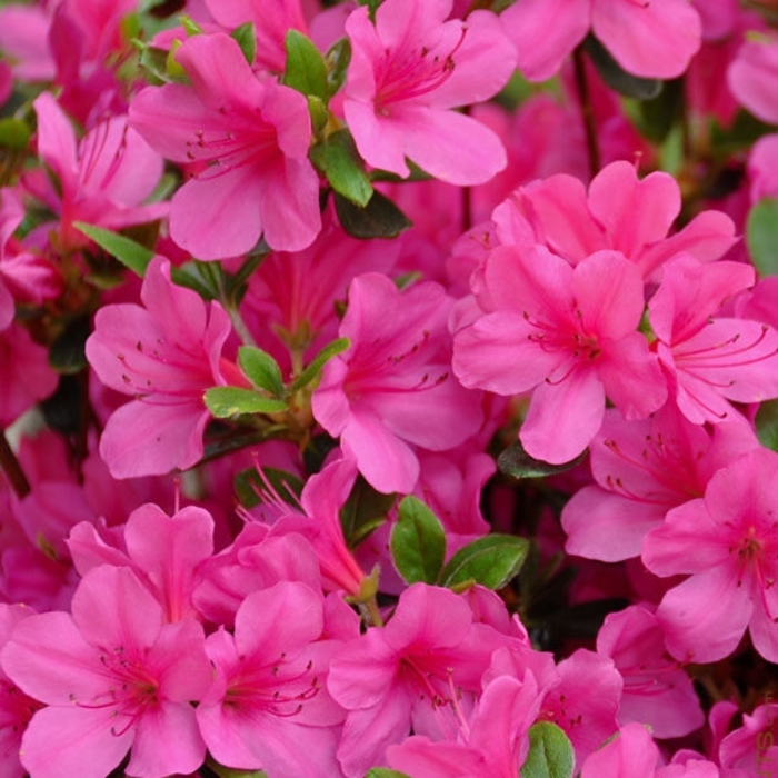 AZALEA JUDGE SOLOMON - RHODODENDRON 'JUDGE SOLOMON' from Wilson Farm, Inc.