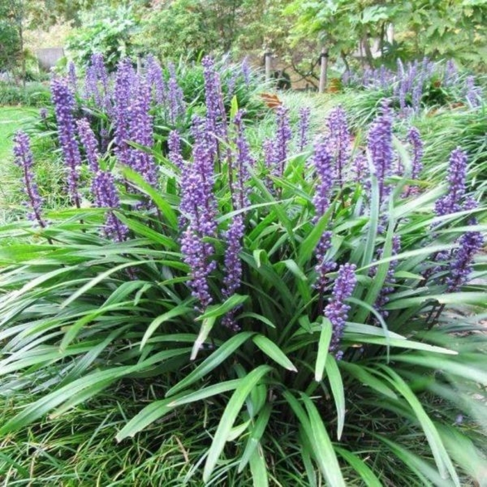 Liriope Big Blue - Lilyturf, Monkey Grass from Wilson Farm, Inc. Liriope Big Blue - Lilyturf, Monkey Grass from Wilson Farm, Inc.