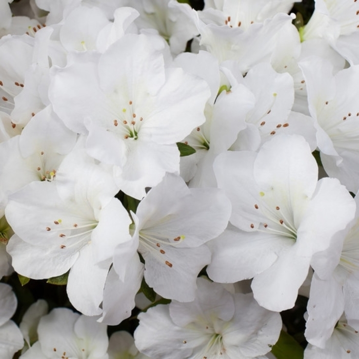 GIRARD'S PLEASANT WHITE AZALEA - Azalea x 'Girard's Pleasant White' from Wilson Farm, Inc.