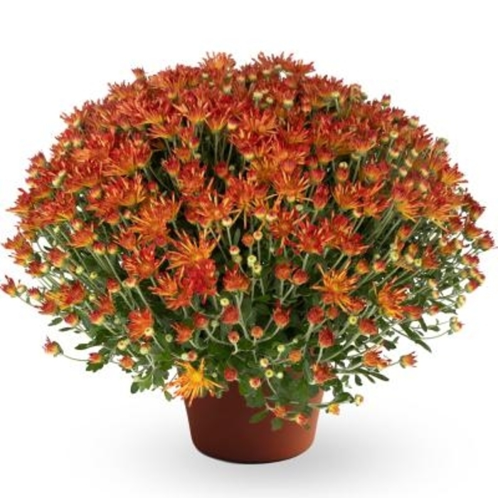 Lucy Bronze Bicolor - Chrysanthemum morifolium from Wilson Farm, Inc. Lucy Bronze Bicolor - Chrysanthemum morifolium from Wilson Farm, Inc.