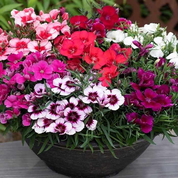 Dianthus ‘Coronet’ Series – Assorted - Dianthus chinensis (Pinks) from Wilson Farm, Inc. Dianthus ‘Coronet’ Series – Assorted - Dianthus chinensis (Pinks) from Wilson Farm, Inc.
