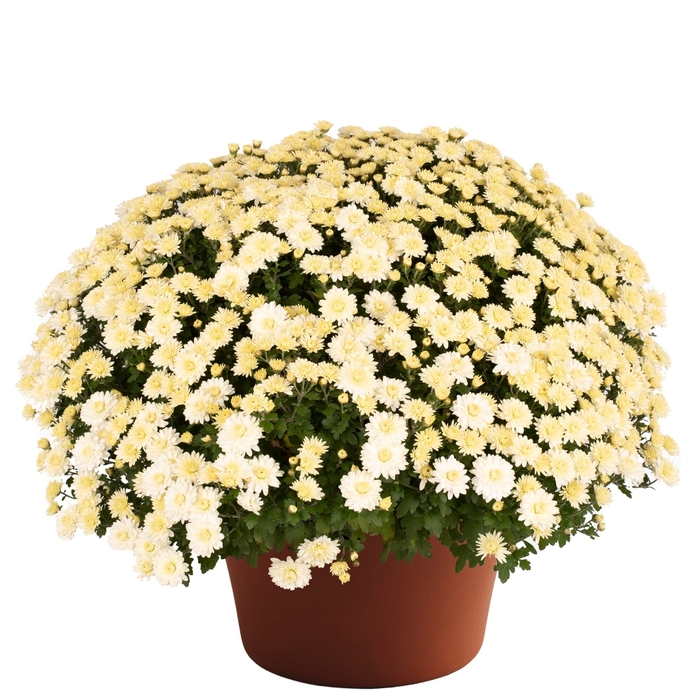 ''Wilma™ White'' Garden Mum - Chrysanthemum x morifolium from Wilson Farm, Inc. ''Wilma™ White'' Garden Mum - Chrysanthemum x morifolium from Wilson Farm, Inc.