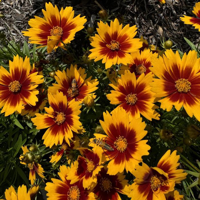 UpTick™ 'Gold & Bronze' - Coreopsis (Tickseed) from Wilson Farm, Inc. UpTick™ 'Gold & Bronze' - Coreopsis (Tickseed) from Wilson Farm, Inc.