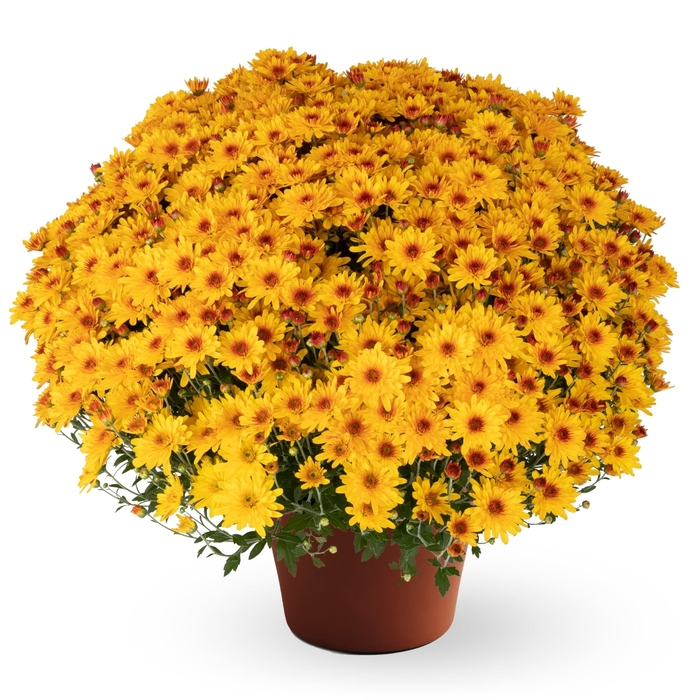 Ellen™ Golden Bicolor - Chrysanthemum morifolium from Wilson Farm, Inc. Ellen™ Golden Bicolor - Chrysanthemum morifolium from Wilson Farm, Inc.