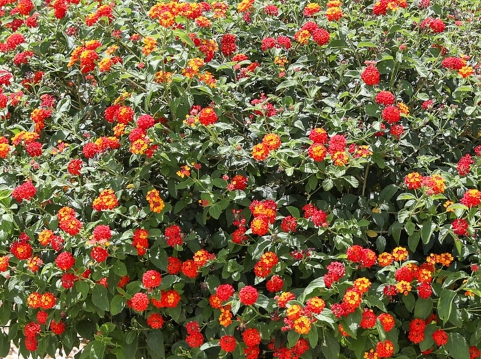 'Dallas Red' Lantana - Lantana camara from Wilson Farm, Inc. 'Dallas Red' Lantana - Lantana camara from Wilson Farm, Inc.