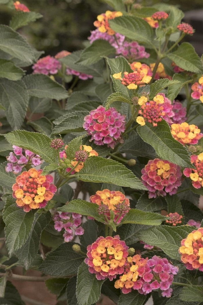 Confetti Lantana - Lantana x 'Moni' from Wilson Farm, Inc. Confetti Lantana - Lantana x 'Moni' from Wilson Farm, Inc.
