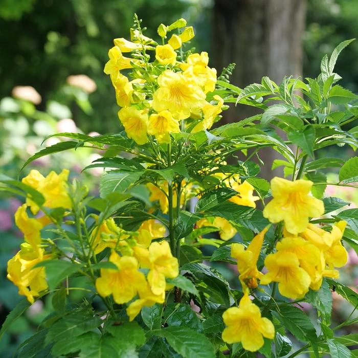 Chicklet® Gold Esperanza - Tecoma from Wilson Farm, Inc. Chicklet® Gold Esperanza - Tecoma from Wilson Farm, Inc.