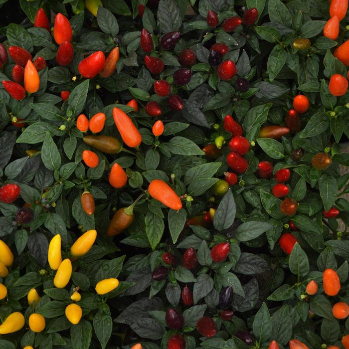 Acapulco Mix - Capsicum annuum (Ornamental Pepper) from Wilson Farm, Inc. Acapulco Mix - Capsicum annuum (Ornamental Pepper) from Wilson Farm, Inc.