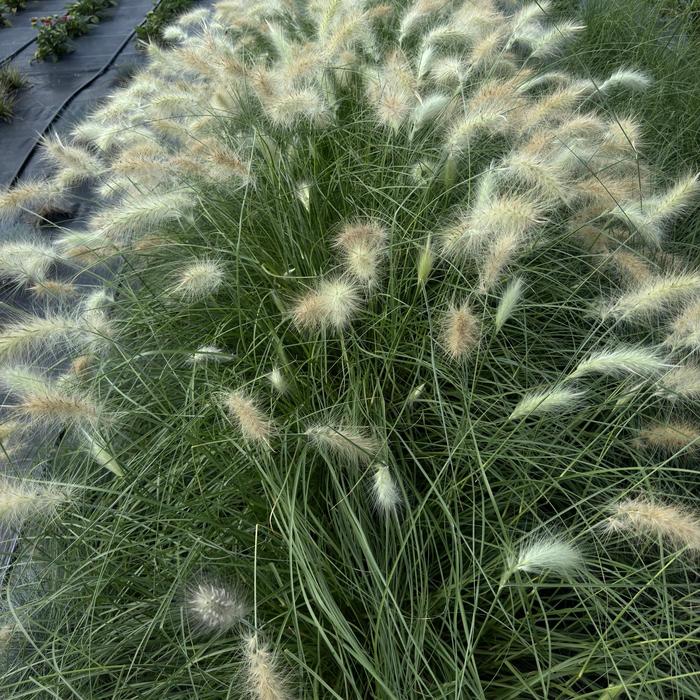 'Fluffy' Feather Top Grass - Pennisetum villosum from Wilson Farm, Inc. 'Fluffy' Feather Top Grass - Pennisetum villosum from Wilson Farm, Inc.