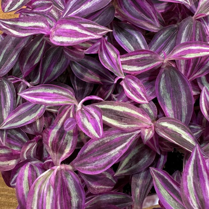 'Pink Paradise' Wandering Jew - Tradescantia zebrinus from Wilson Farm, Inc. 'Pink Paradise' Wandering Jew - Tradescantia zebrinus from Wilson Farm, Inc.