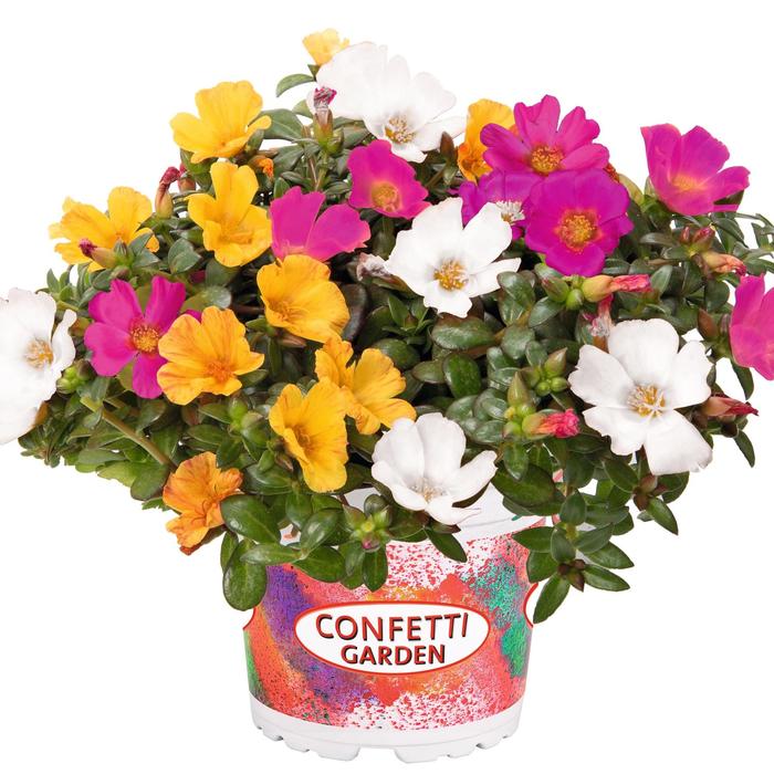 Purslane Assorted - Portulaca oleracea from Wilson Farm, Inc. Purslane Assorted - Portulaca oleracea from Wilson Farm, Inc.