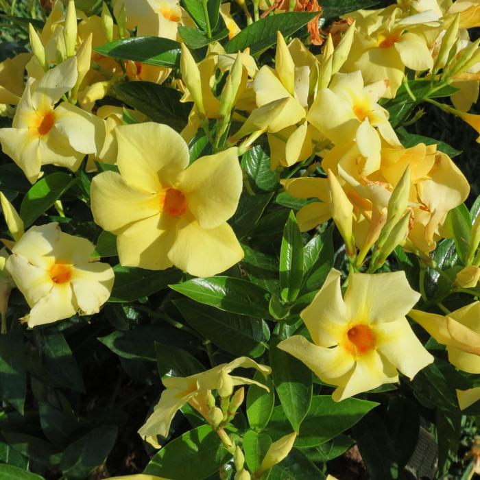 Sun Parasol® Original XP 'Sunbeam' - Mandevilla from Wilson Farm, Inc. Sun Parasol® Original XP 'Sunbeam' - Mandevilla from Wilson Farm, Inc.