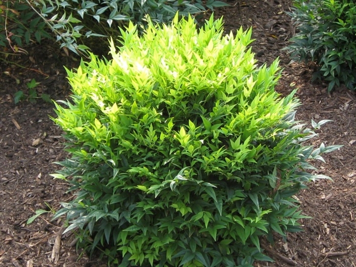 ‘Lemon-Lime’ Nandina - Nandina domestica from Wilson Farm, Inc. ‘Lemon-Lime’ Nandina - Nandina domestica from Wilson Farm, Inc.