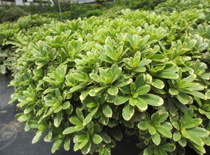 Mojo Pittosporum - Pittosporum tobira from Wilson Farm, Inc. Mojo Pittosporum - Pittosporum tobira from Wilson Farm, Inc.