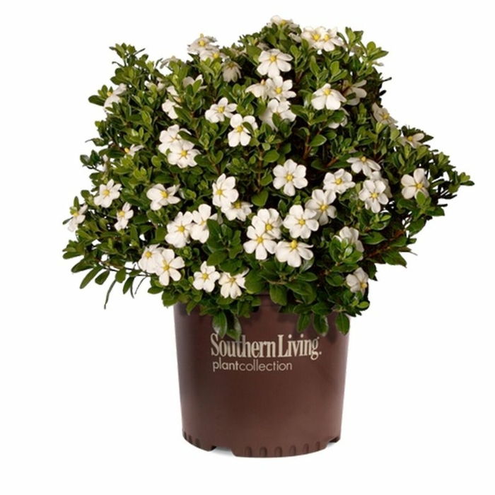 ScentAmazing Gardenia - Gardenia jasminoides 'LEETWO' from Wilson Farm, Inc. ScentAmazing Gardenia - Gardenia jasminoides 'LEETWO' from Wilson Farm, Inc.