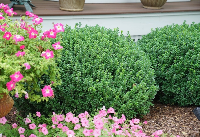 Sprinter Boxwood - Buxus microphylla from Wilson Farm, Inc. Sprinter Boxwood - Buxus microphylla from Wilson Farm, Inc.