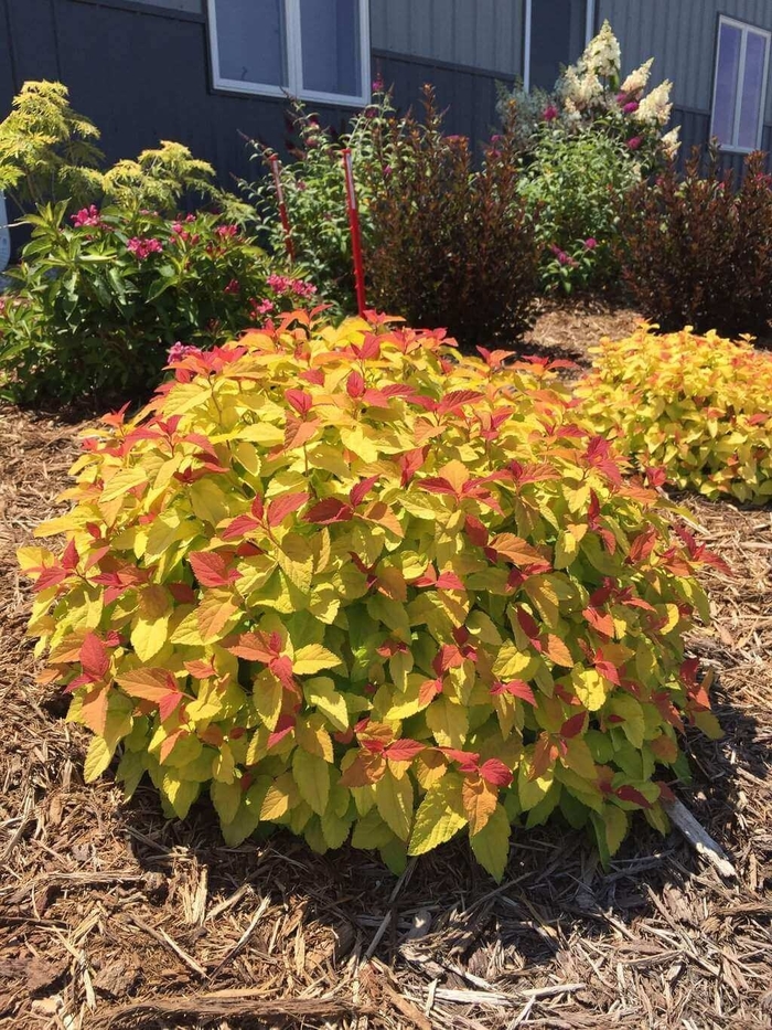 Double Play Candy Corn Spirea - Spiraea japonica from Wilson Farm, Inc. Double Play Candy Corn Spirea - Spiraea japonica from Wilson Farm, Inc.
