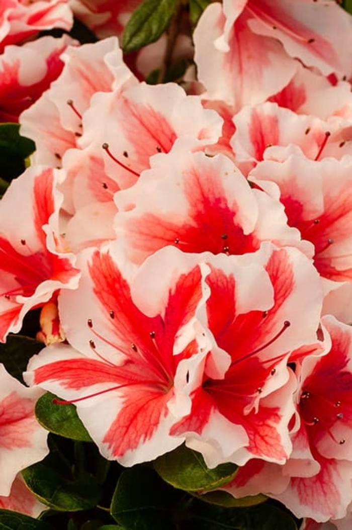 Autumn Starburst - Rhododendron Hybrid ‘Robleze’ from Wilson Farm, Inc. Autumn Starburst - Rhododendron Hybrid ‘Robleze’ from Wilson Farm, Inc.