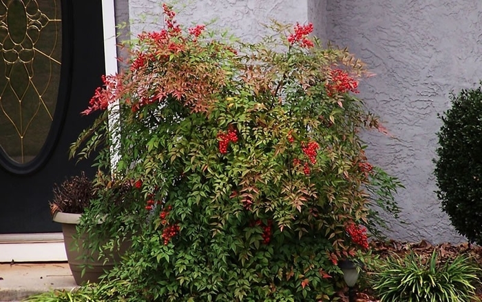 Compact Nandina - Nandina domestica 'Compacta' from Wilson Farm, Inc. Compact Nandina - Nandina domestica 'Compacta' from Wilson Farm, Inc.