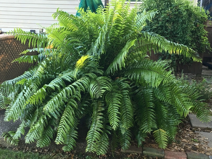 Macho Ferns - Nephrolepis biserrata from Wilson Farm, Inc. Macho Ferns - Nephrolepis biserrata from Wilson Farm, Inc.