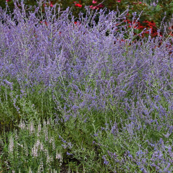 'Crazy Blue' Russian Sage - Perovskia atriplicifolia from Wilson Farm, Inc. 'Crazy Blue' Russian Sage - Perovskia atriplicifolia from Wilson Farm, Inc.