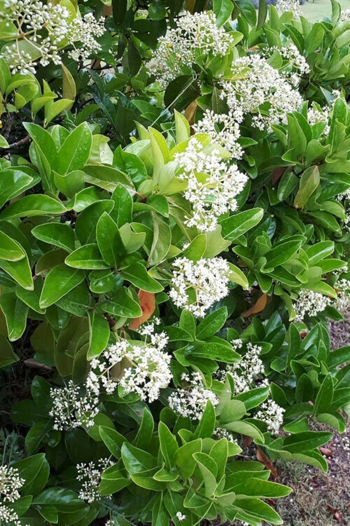 Sweet Viburnum - Viburnum odoratissium from Wilson Farm, Inc. Sweet Viburnum - Viburnum odoratissium from Wilson Farm, Inc.
