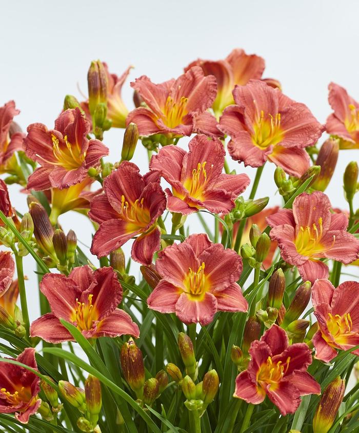 EveryDaylily® Red - Hemerocallis (Daylily) from Wilson Farm, Inc. EveryDaylily® Red - Hemerocallis (Daylily) from Wilson Farm, Inc.