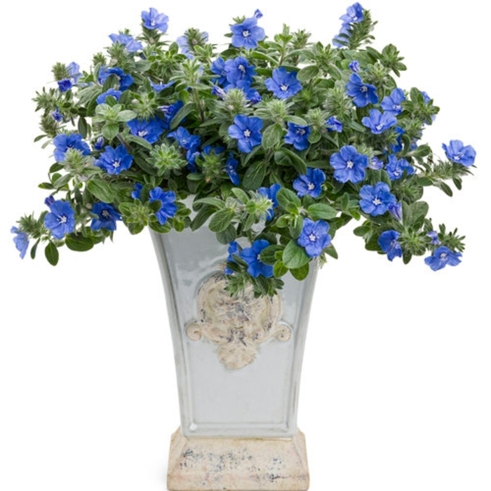 'Blue Daze' Blue My Mind - Evolvulus nuttallianus from Wilson Farm, Inc. 'Blue Daze' Blue My Mind - Evolvulus nuttallianus from Wilson Farm, Inc.