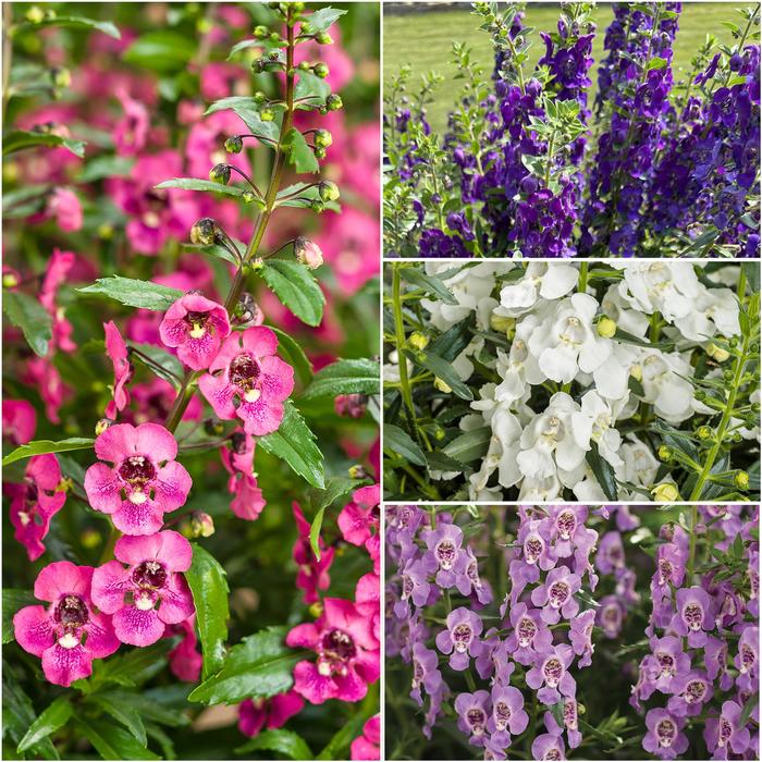 Angelface® Mixture Summer Snapdragon - Angelonia (Summer Snapdragon) from Wilson Farm, Inc. Angelface® Mixture Summer Snapdragon - Angelonia (Summer Snapdragon) from Wilson Farm, Inc.
