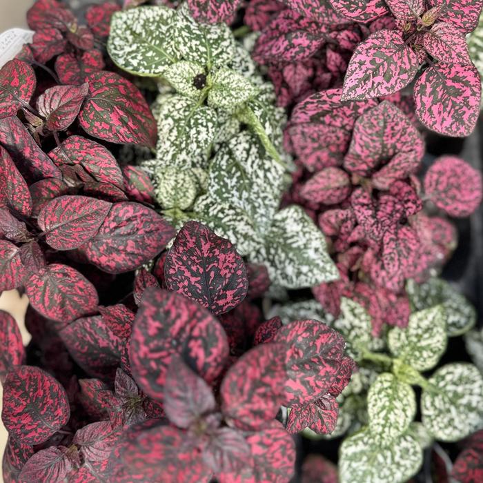 Hippo® Mix - Hypoestes phyllostachya (Polka Dot Plant) from Wilson Farm, Inc. Hippo® Mix - Hypoestes phyllostachya (Polka Dot Plant) from Wilson Farm, Inc.