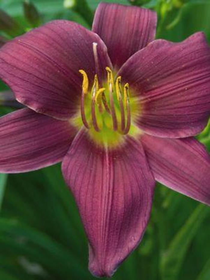 'Stella in Purple' Daylily - Hemerocallis from Wilson Farm, Inc. 'Stella in Purple' Daylily - Hemerocallis from Wilson Farm, Inc.
