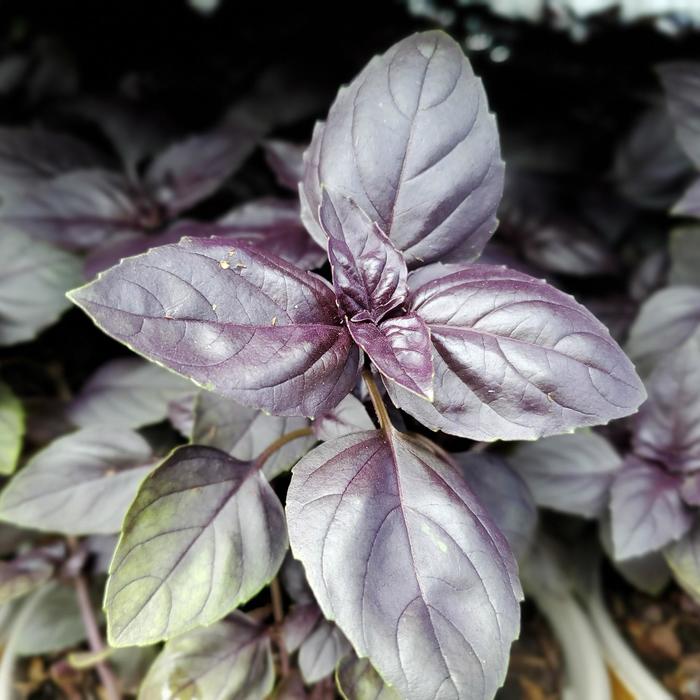 'Red Rubin' Basil - Ocimum basilicum from Wilson Farm, Inc.