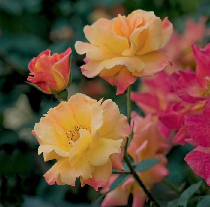 'Josephs Coat' Climbing Rose - Rosa from Wilson Farm, Inc. 'Josephs Coat' Climbing Rose - Rosa from Wilson Farm, Inc.