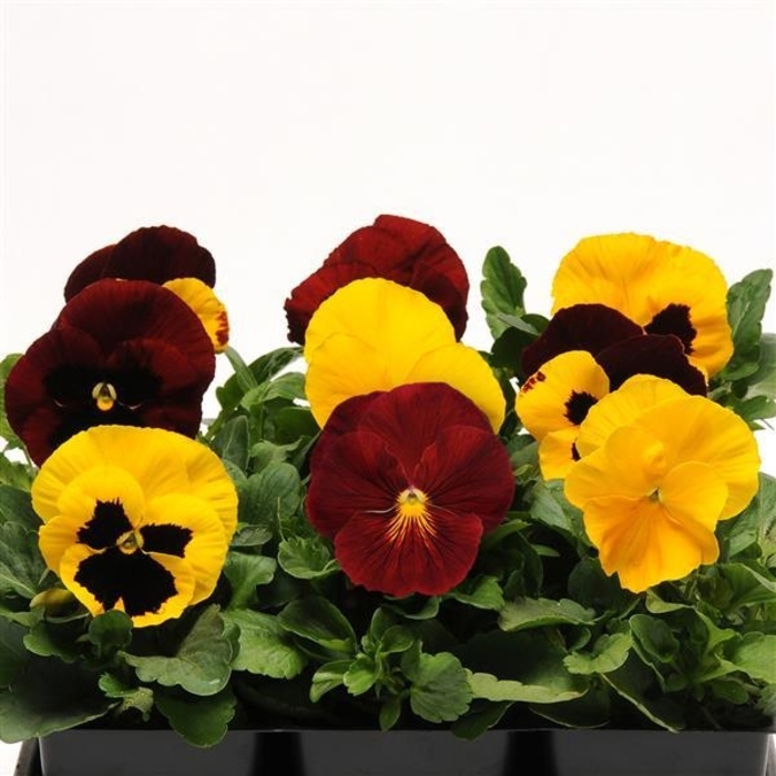 'Autumn Blaze Mix' Matrix Pansy - Viola x wittrockiana (Pansy) from Wilson Farm, Inc.