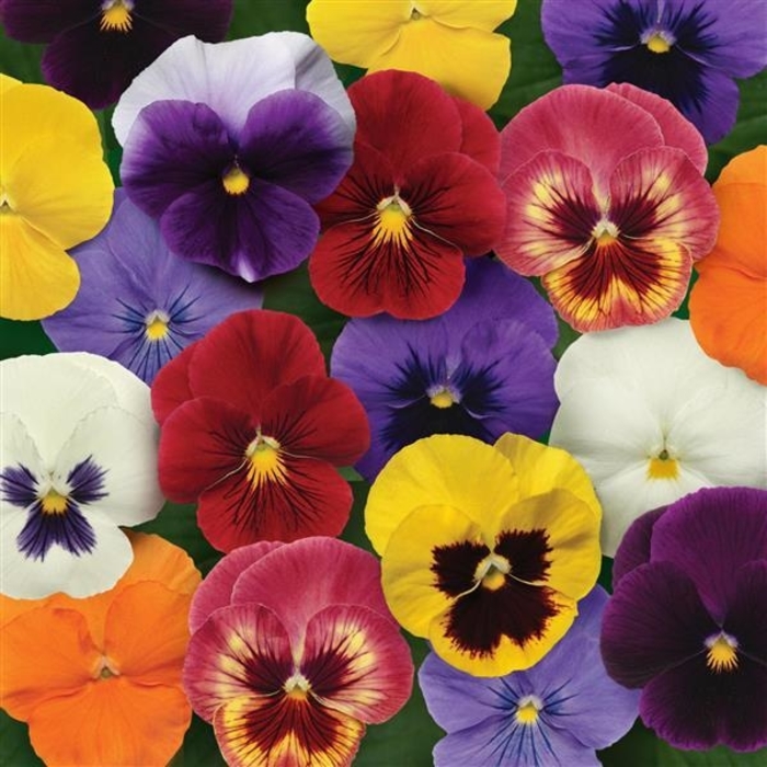 Mixture Panola Pansy - Viola x wittrockiana from Wilson Farm, Inc. Mixture Panola Pansy - Viola x wittrockiana from Wilson Farm, Inc.