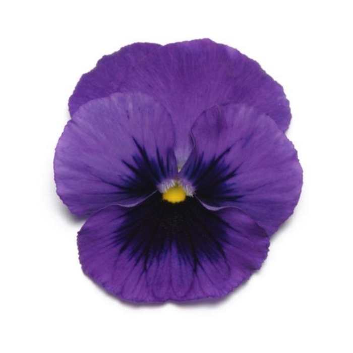 Deep Blue Blotch Panola Pansy - Viola x wittrockiana from Wilson Farm, Inc. Deep Blue Blotch Panola Pansy - Viola x wittrockiana from Wilson Farm, Inc.