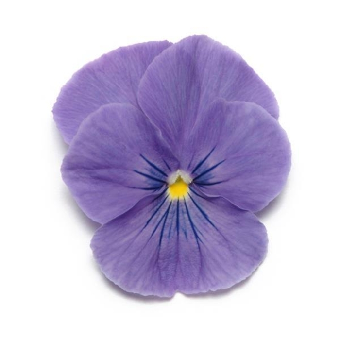 True Blue Panola Pansy - Viola x wittrockiana from Wilson Farm, Inc. True Blue Panola Pansy - Viola x wittrockiana from Wilson Farm, Inc.