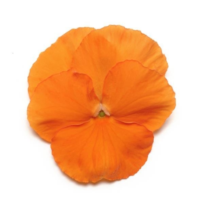 Deep Orange Panola Pansy - Viola x wittrockiana from Wilson Farm, Inc. Deep Orange Panola Pansy - Viola x wittrockiana from Wilson Farm, Inc.