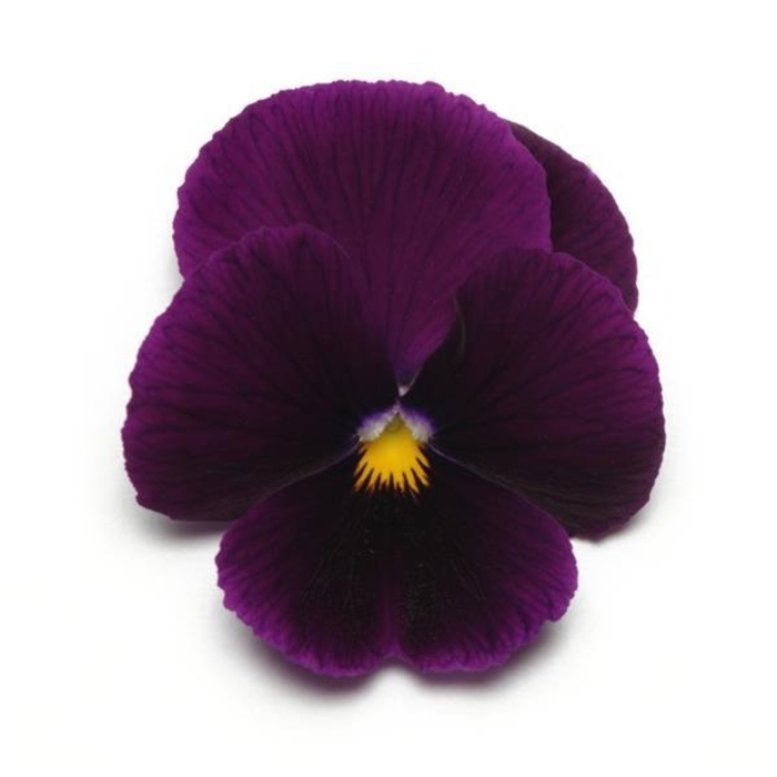 Purple Panola Pansy - Viola x wittrockiana from Wilson Farm, Inc. Purple Panola Pansy - Viola x wittrockiana from Wilson Farm, Inc.