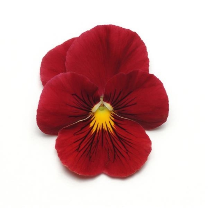Scarlet Panola Pansy - Viola x wittrockiana from Wilson Farm, Inc. Scarlet Panola Pansy - Viola x wittrockiana from Wilson Farm, Inc.