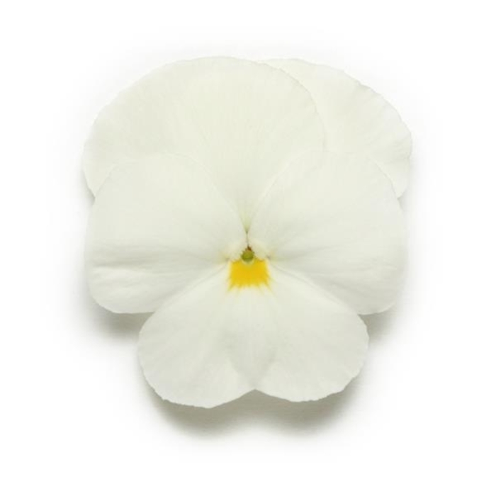 White Panola Pansy - Viola x wittrockiana from Wilson Farm, Inc. White Panola Pansy - Viola x wittrockiana from Wilson Farm, Inc.