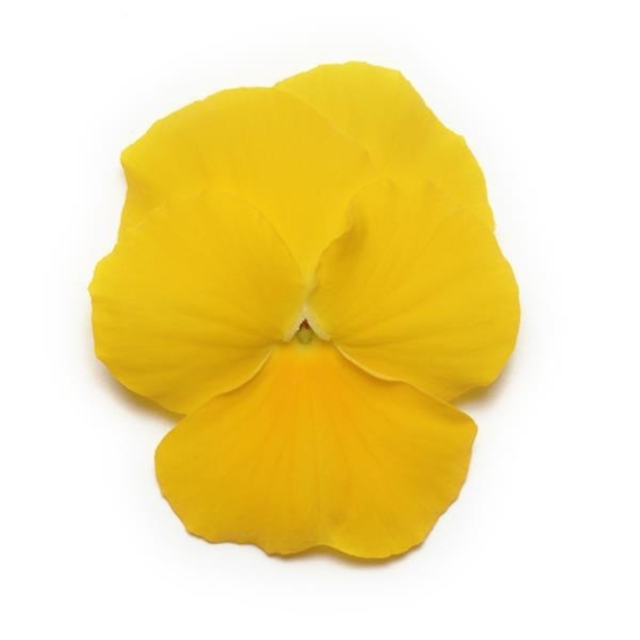 Yellow Panola Pansy - Viola x wittrockiana from Wilson Farm, Inc.