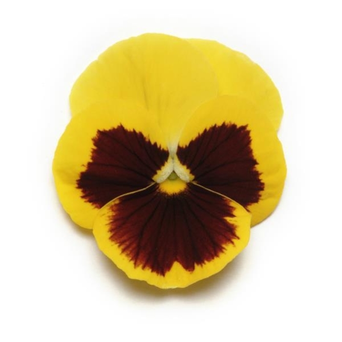 Yellow Blotch Panola Pansy - Viola x wittrockiana from Wilson Farm, Inc. Yellow Blotch Panola Pansy - Viola x wittrockiana from Wilson Farm, Inc.