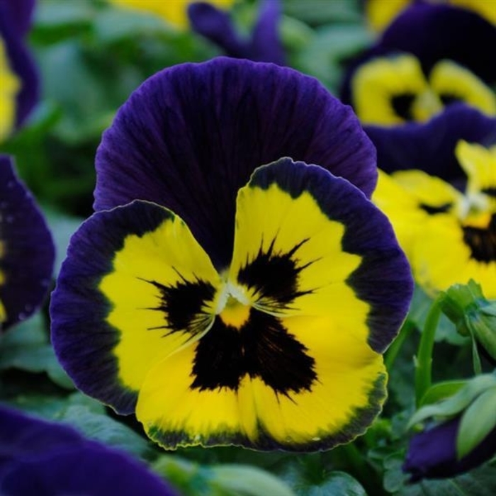 Yellow Purple Wing Matrix Pansy - Viola x wittrockiana (Pansy) from Wilson Farm, Inc. Yellow Purple Wing Matrix Pansy - Viola x wittrockiana (Pansy) from Wilson Farm, Inc.